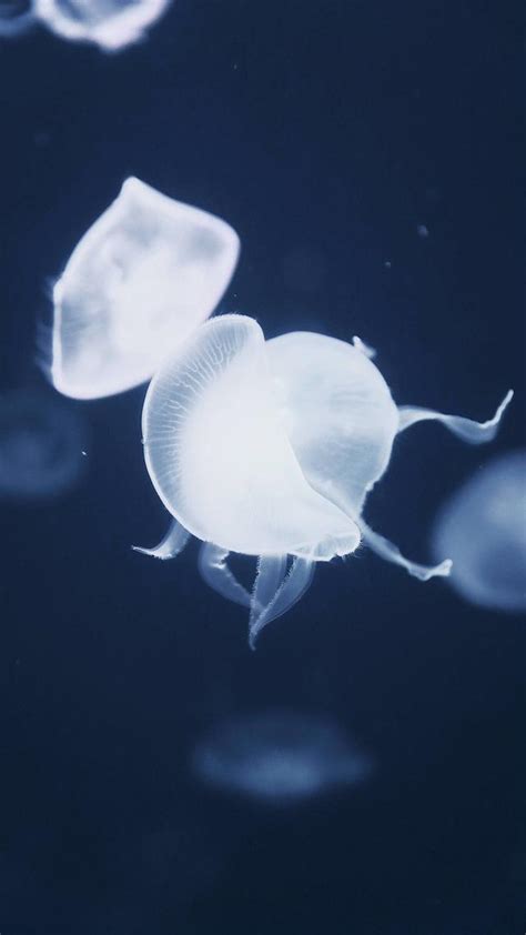 高清無水印水母壁紙 水母像海洋中的精靈 每日頭條