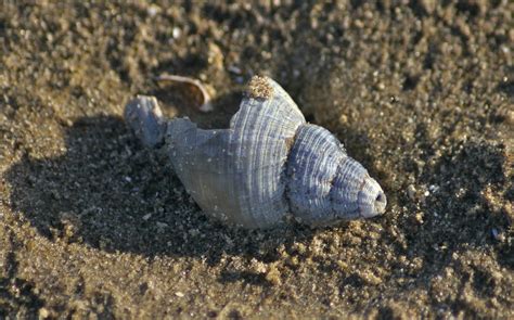 Blue Whelk I Took A Trip To St Annes It Was As Sunny As Y Flickr