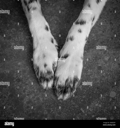 Border Collie Paw Black And White Stock Photos And Images Alamy