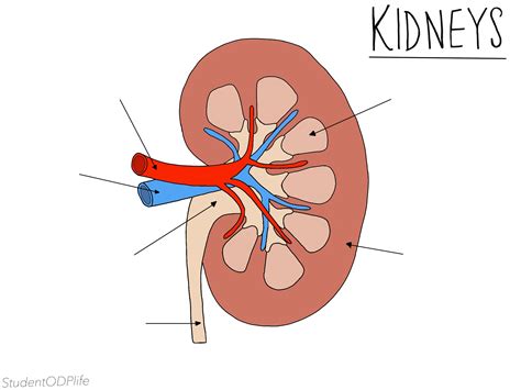 Kidney Diagram UNLABELLED - Etsy