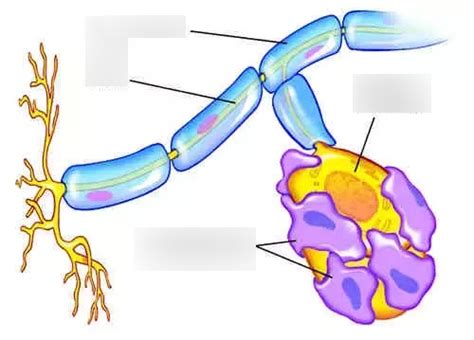 Neuroglial cell Diagram | Quizlet