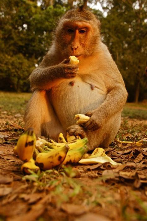 Monkey Eating Banana Animal Kingdom Animals Beautiful Creatures