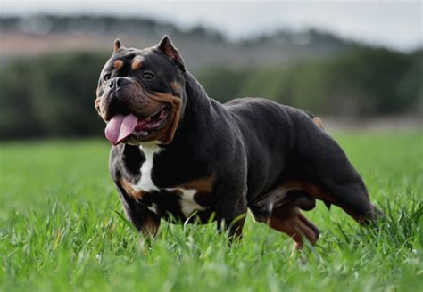 American Bully Colors