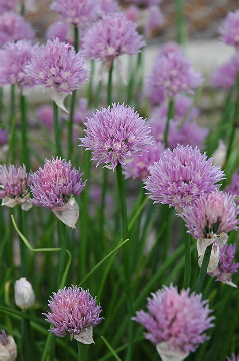 Common Chives Allium Schoenoprasum In Milwaukee Brookfield Waukesha