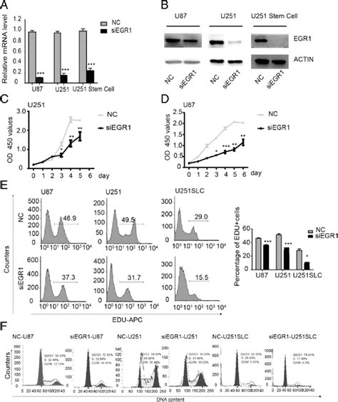 Targeting EGR1 By RNA Interference Inhibited The Proliferation Of