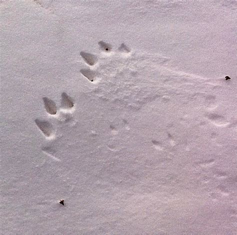 Snowshoe Hare Tracks