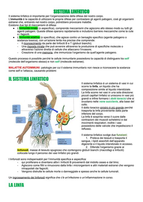 Solution Sistema Linfatico Studypool