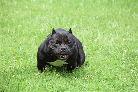 american bully puppies for sale Archives - CapCity Bullys