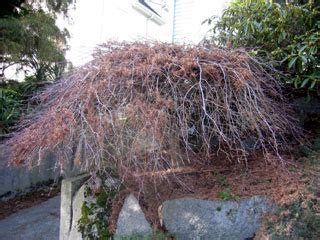 How To Prune Japanese Maple Trees into Specimens - Garden Mentors