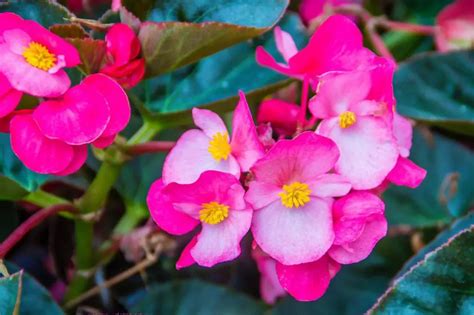 Cómo plantar begonias en maceta