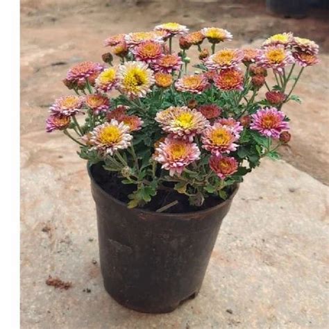 Well Watered Multicolor Chrysanthemum Flowering Plant For Garden