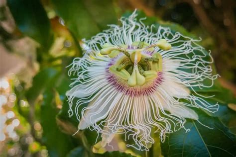 Sweet Granadilla, The Next Superfruit?