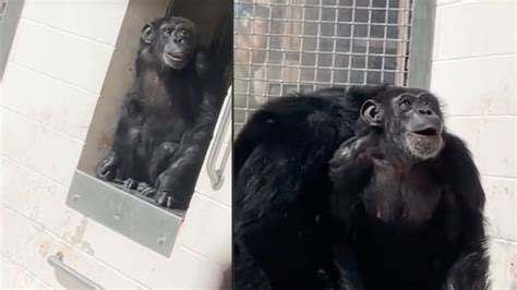 Chimpancé De Laboratorio Es Liberado En Santuario Y Así Reaccionó Al