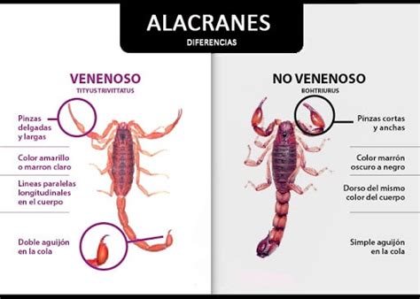 Atenci N Comenz La Temporada De Alacranes Diario Inforama Catamarca