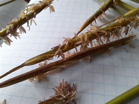 Zizania Palustris Var Interior Interior Wild Rice Fsus