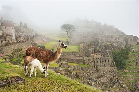 Where Do Llamas Live Worldatlas