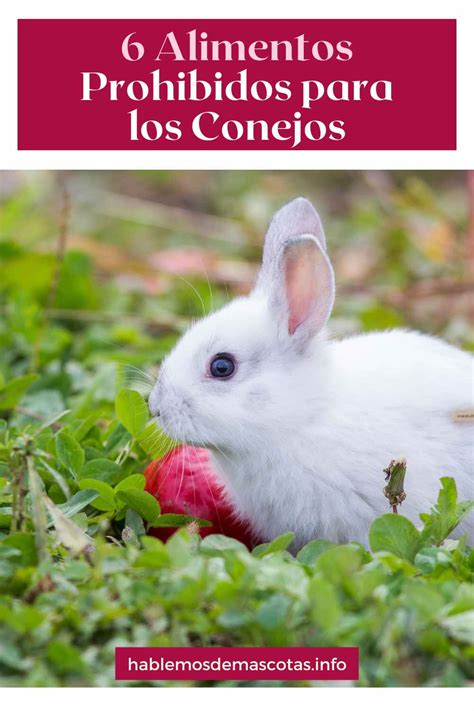 Alimentos Que Pueden Ser Peligrosos Para Los Conejos