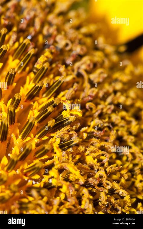 closeup  sunflower show pollen stock photo alamy
