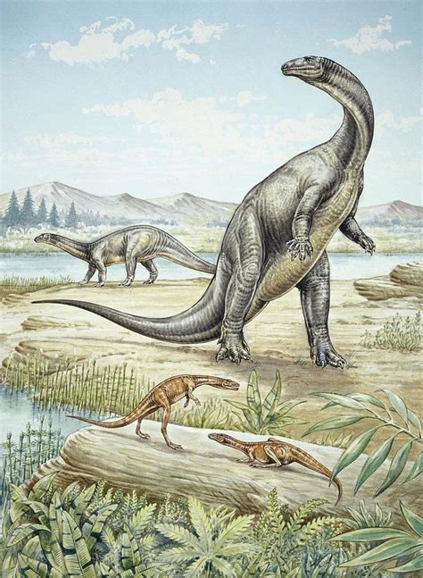 Upper Triassic Dinosaurs Photograph by Natural History Museum, London/science Photo Library