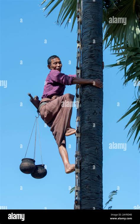 A Farmer Is Climbing A Palm Tree To Collect The Sap Of A Palm Tree To