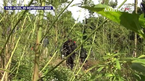 BNN Musnahkan 7 Hektar Ladang Ganja Di Aceh Total Ada 36 000 Batang