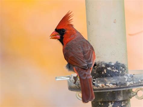 Northern Cardinal Symbolism A Complete Guide Birdfact