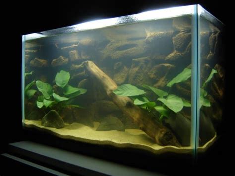 Sand in Aquariums: Benefits of Using Sand in Your Fish Tank - PetHelpful