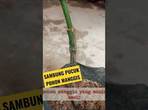 SAMBUNG PUCUK POHON MANGGIS YouTube