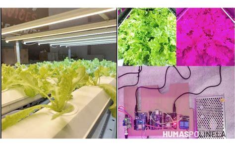 Mahasiswa Polinela Haris Imron Ciptakan Smart Urban Farming Sistem