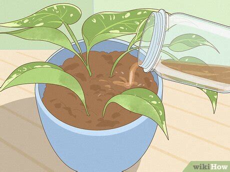 Banana Water: Using It For Plants (& Can You Drink It?)