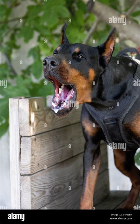 Angry Aggressive Dog Doberman Pinscher Grabs Criminals Clothes