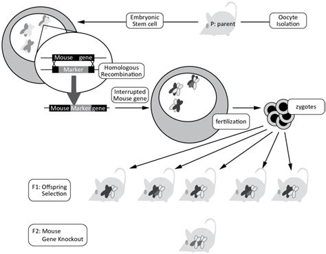 To create a mouse knockout for a particular gene, a selectable marker ...