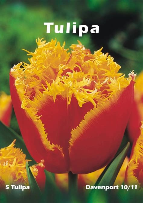 Tulipan Odm Davenport Tulipa Sp Kupuj W OBI