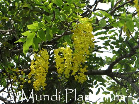 Cassia Fistula Mundi Plantarum