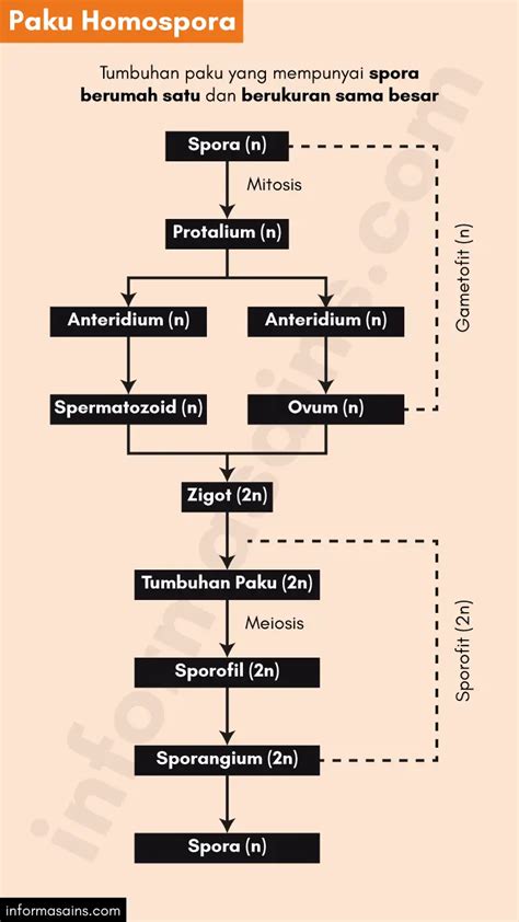 Paku Pteridophyta Ciri Ciri Jenis Dan Reproduksi Klasifikasi