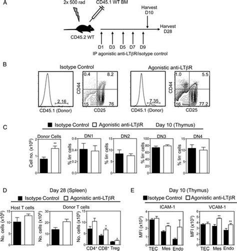 Lymphotoxin β Receptor Controls T Cell Progenitor Entry To The Thymus