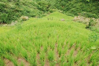 THE CLAMOR OF KALINGA: Remembering the Kaingin in Taloctoc