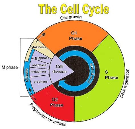 Cell Cycle Coloring Worksheet Answers