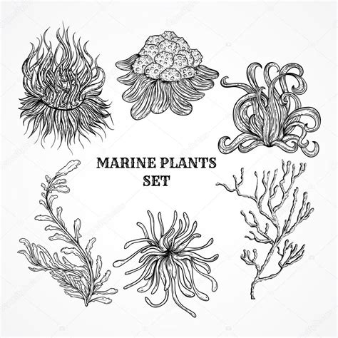 Sea Plants Drawing at GetDrawings | Free download