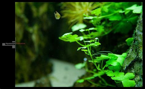 Гидрокотила трипартита - Мои аквариумы - Галерея форума - AP | Herbs ...