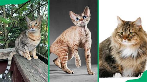 Top 25 Most Beautiful Exotic Cat Breeds And Why They Are So Special