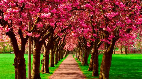 Fondos De Pantalla X Primavera Floraci N De Rboles Avenida