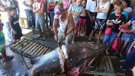 Seram Nelayan Temukan Ikan Kerapu Seberat Kg Setelah Dibelah Isi