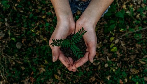 Vivere In Modo Sostenibile La Filosofia Green