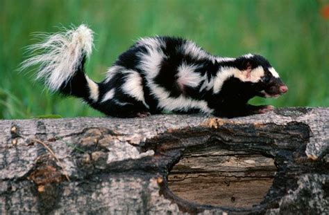 Skunk Scent Size Habitat And Facts Britannica