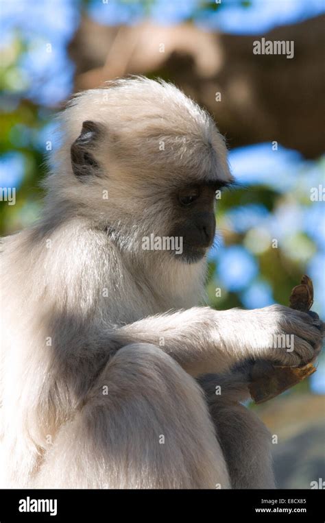 Gray Langur Baby