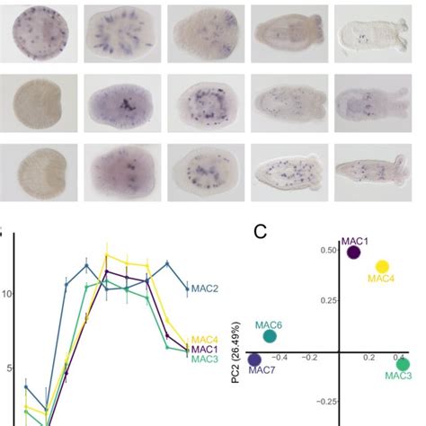 Spatiotemporal Expression Of Macpf Encoding Genes In Nematostella A