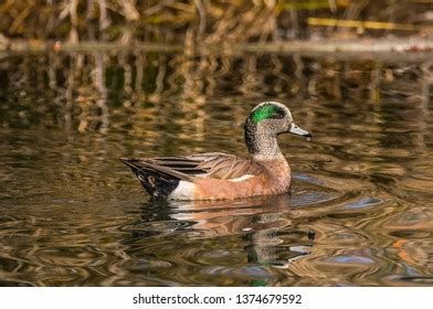 Male American Wigeon Duck Mareca Americana Stock Photo 1374679592 ...