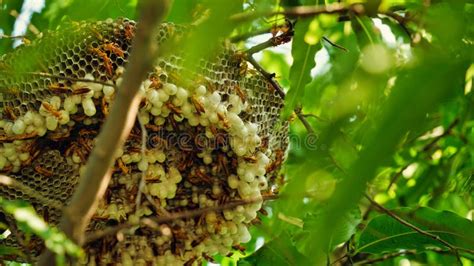 Wasps Standing There In The Wasp S Nest The Yellow Lined Paper Wasp Or Ropalidia Marginata With