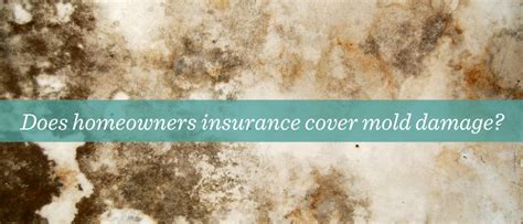 Does Homeowners Insurance Cover Mold Damage Lighthouse Insurance